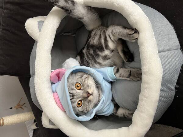 Katt - Brittisk korthrig katt
