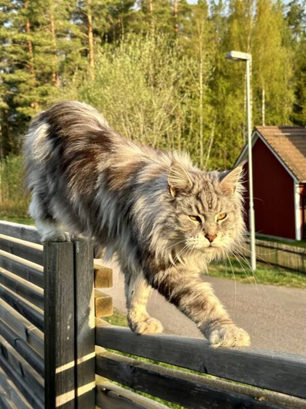 Katt - Main Coon Frank 