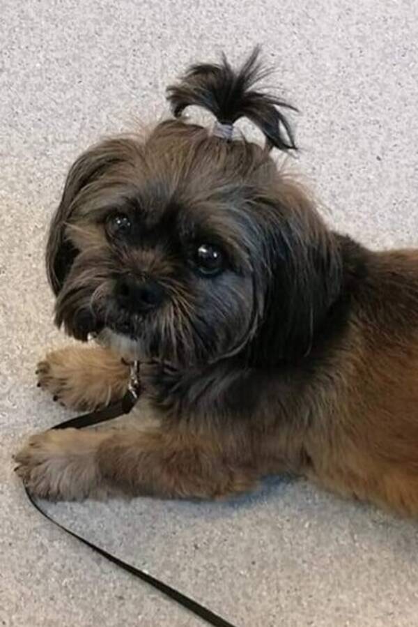 Hund - Blandingshund  Hund - Blandingshund