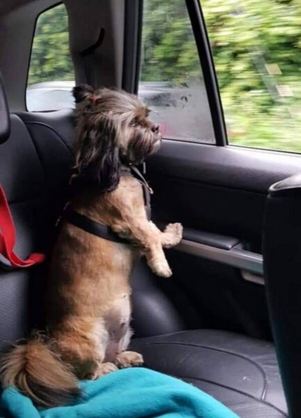 Hund - Blandingshund  Hund - Blandingshund