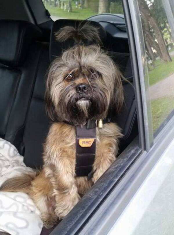 Hund - Blandingshund  Hund - Blandingshund