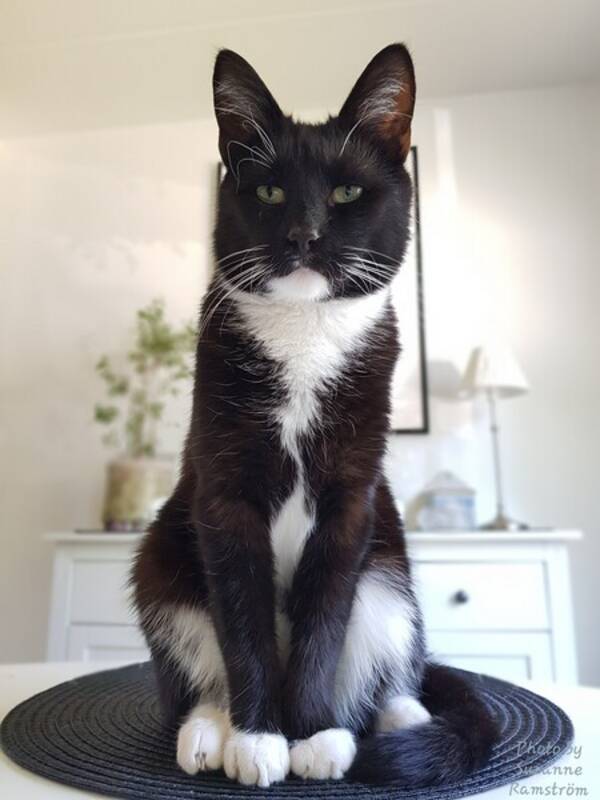 Katt - Nisse