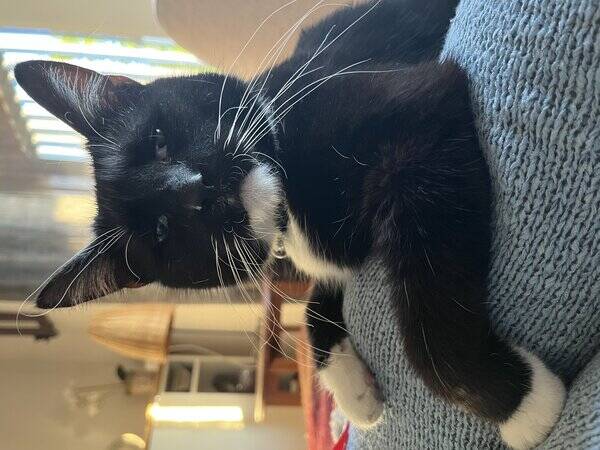 Katt - Nisse