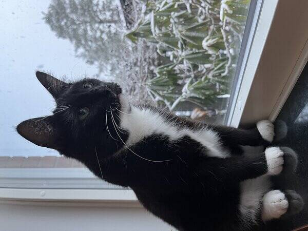Katt - Nisse