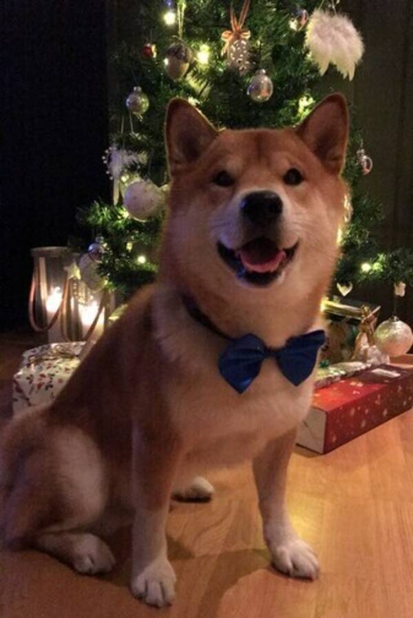 Hund - Rocky Hund - Rocky