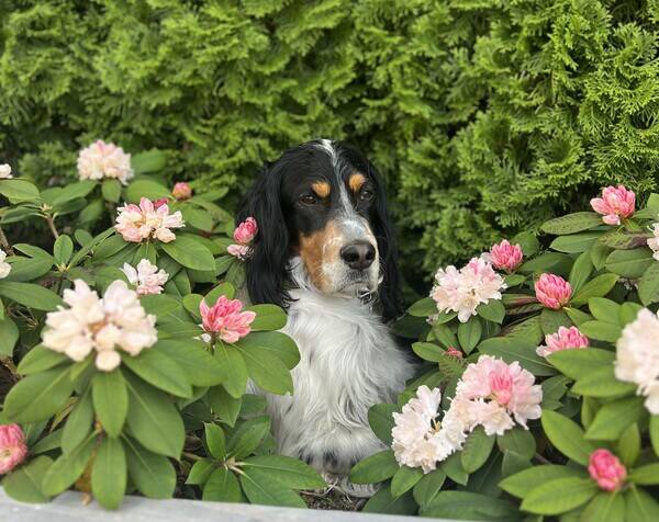 Hund - Engelsk Setter