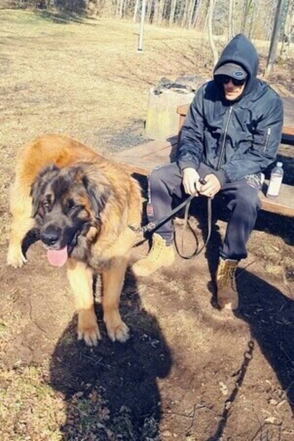 Hund - Leonberger/ 