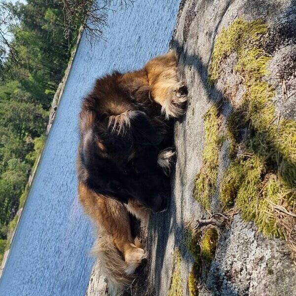 Hund - Leonberger/ 