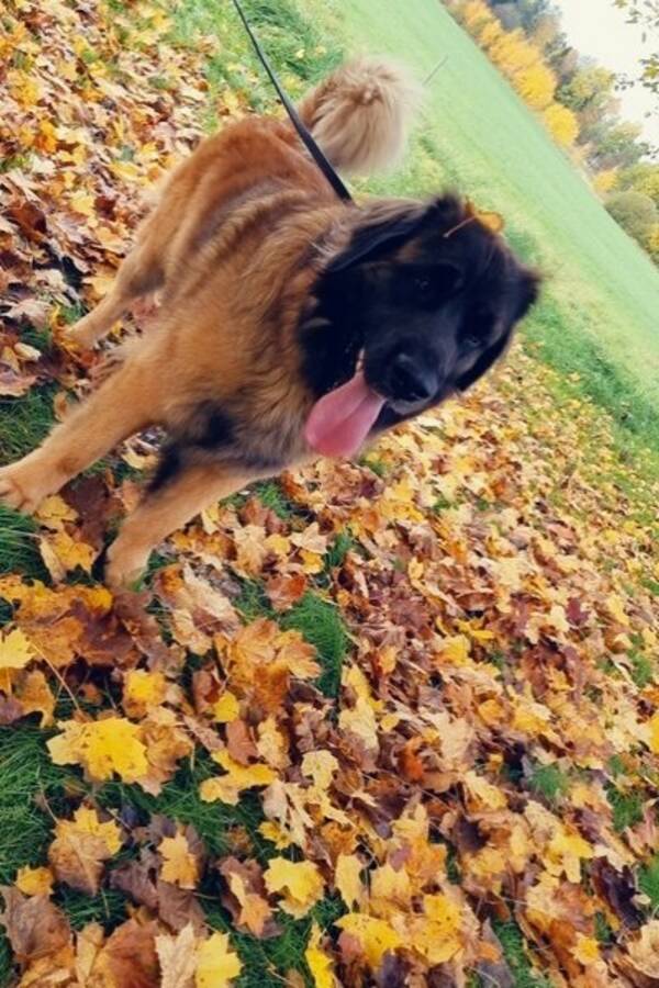 Hund - Leonberger/ 