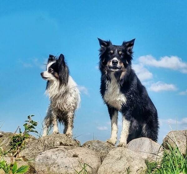 Hund - Border collien och Papillon