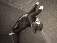 Katten min Katten min