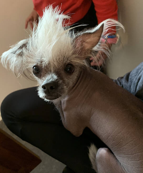 Hund - Nakenhund