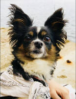 Pappilon/Chiahuahua Pappilon/Chiahuahua