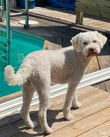Siri, lagotto/labradoodle Siri, lagotto/labradoodle