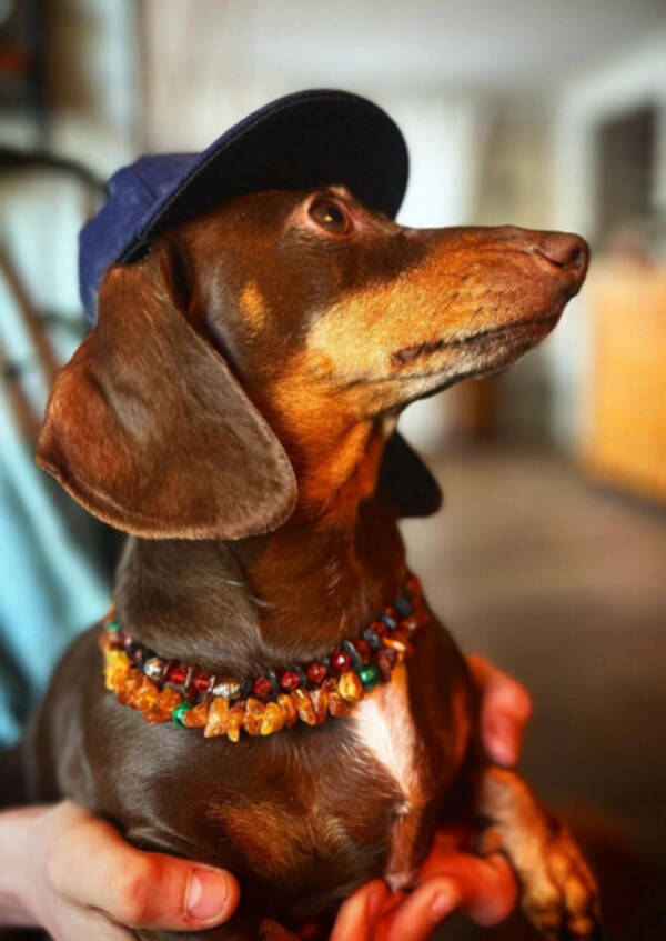 Hund - Kanintax