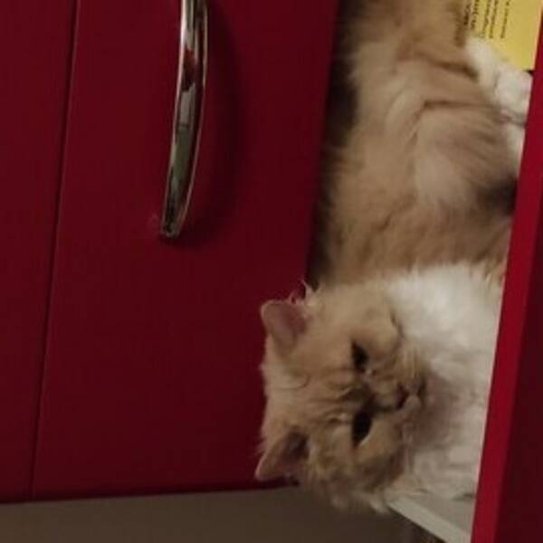 Katt - Katten Jon Bon Jovi 