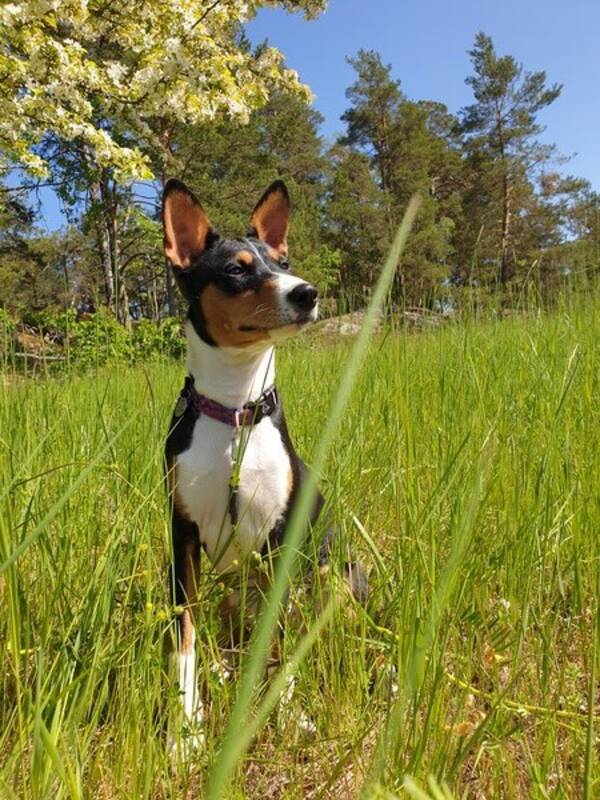 Hund - Basenjin Djrv