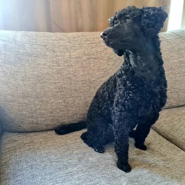 Hund - Dvrgpudeln Billy