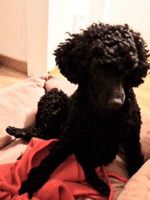 Hund - Dvrgpudeln Billy