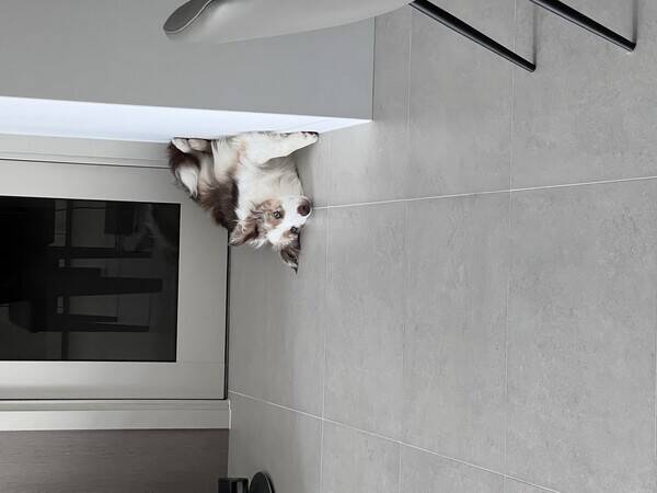 Hund - Border Collien Flynn