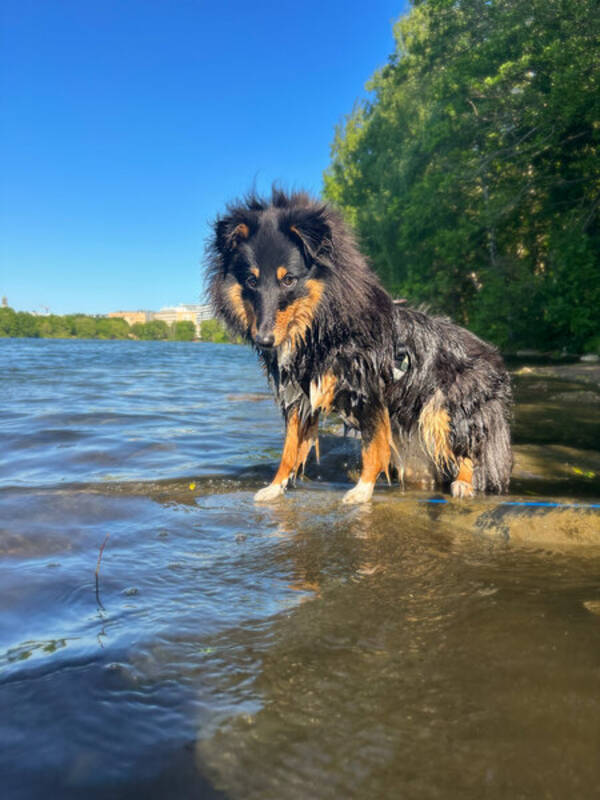 Hund - Sheltien Tezla