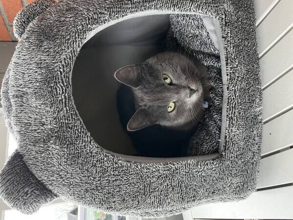 Katt - Katten Tellus 