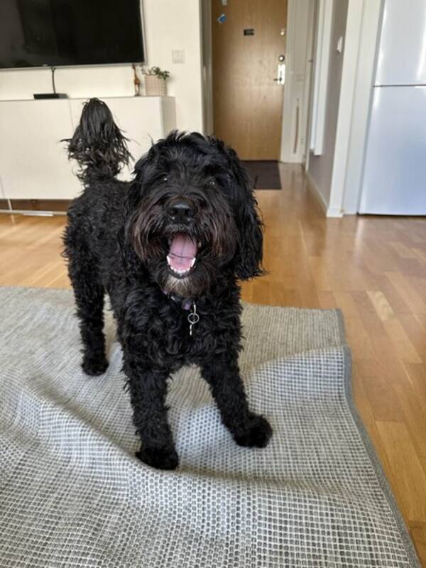 Hund - Vrldens snllaste hund Nellie