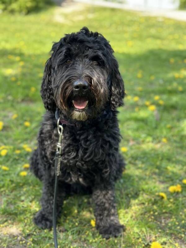 Hund - Vrldens snllaste hund Nellie
