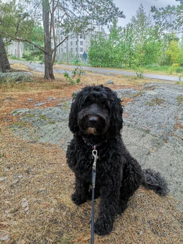 Hund - Vrldens snllaste hund Nellie