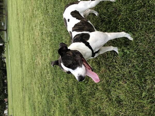 Hund - Stella Hund - Stella