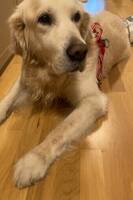 Theo Golden retriever.  Theo Golden retriever.