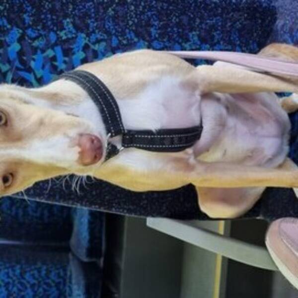 Hund - Podenco  Hund - Podenco