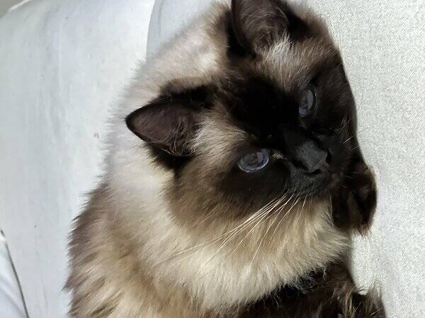 Katt - Katten Lovis Katt - Katten Lovis