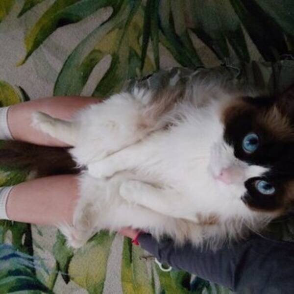 Katt - Max Ragdoll 
