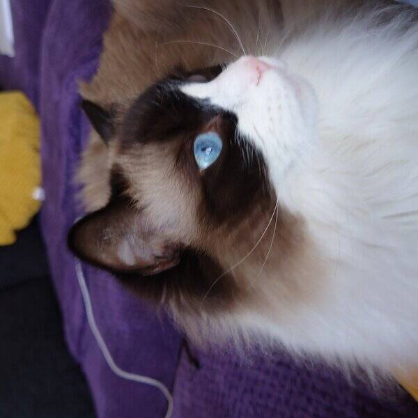 Katt - Max Ragdoll 