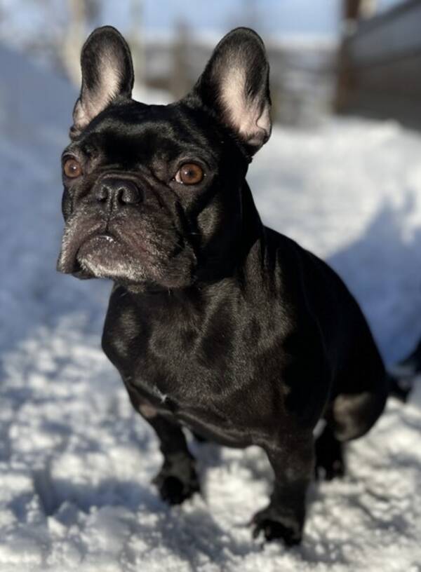 Hund - Fransk bulldog