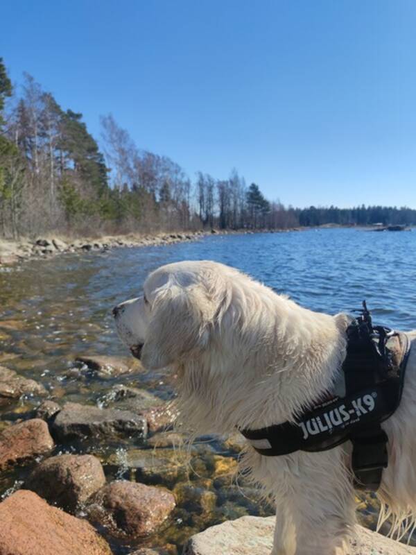 Hund - Golden Retriever, 4 r