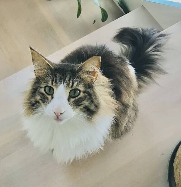 Katt - Norsk Skogkatt. Heter Kaos