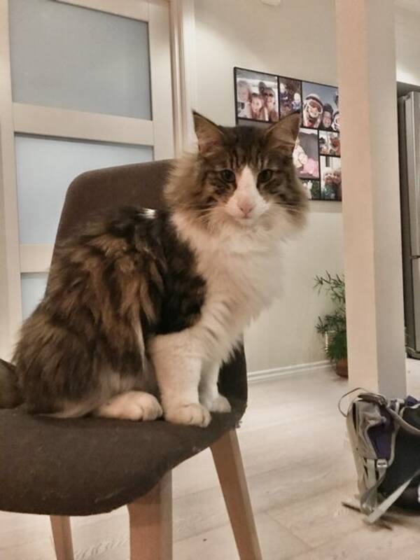 Katt - Norsk Skogkatt. Heter Kaos