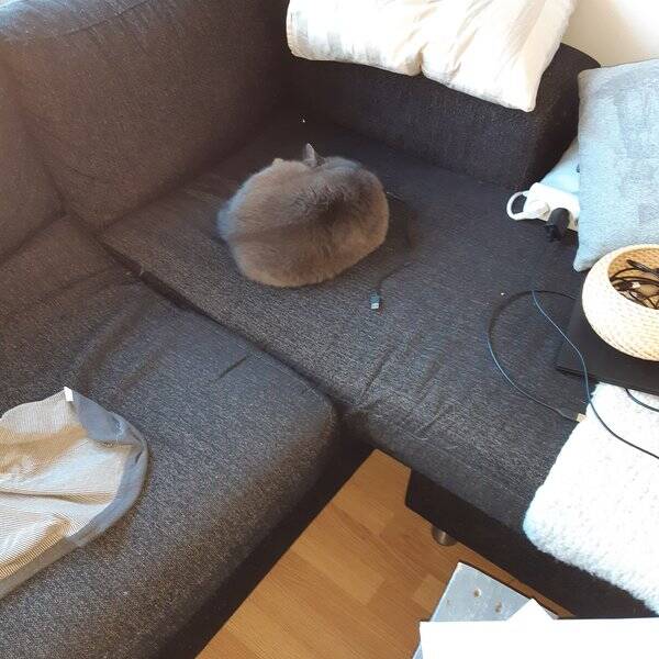 Katt