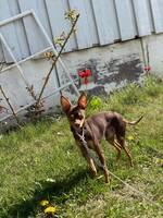 Russisk toy terrier