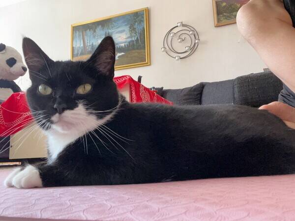 Katt - Sushi 