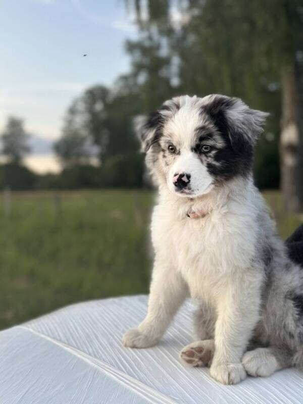 Hund - Australien shepherd 