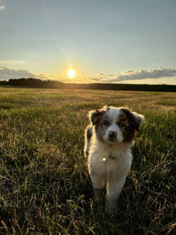 Hund - Australien shepherd 