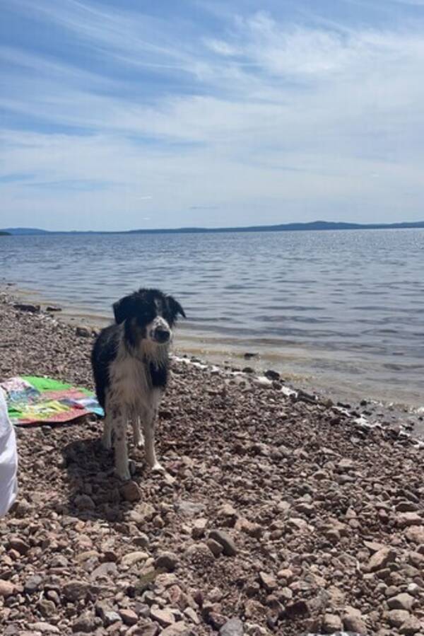 Hund - Australian Shepherd och border collie