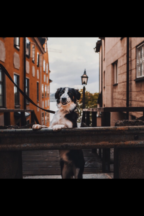 Hund - Australian Shepherd och border collie