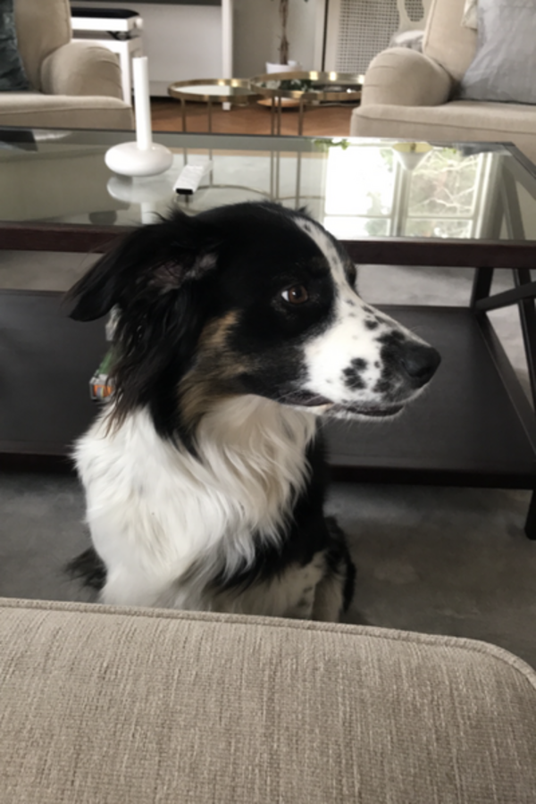 Hund - Australian Shepherd och border collie