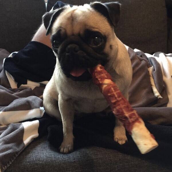 Hund - Tjorven  mops