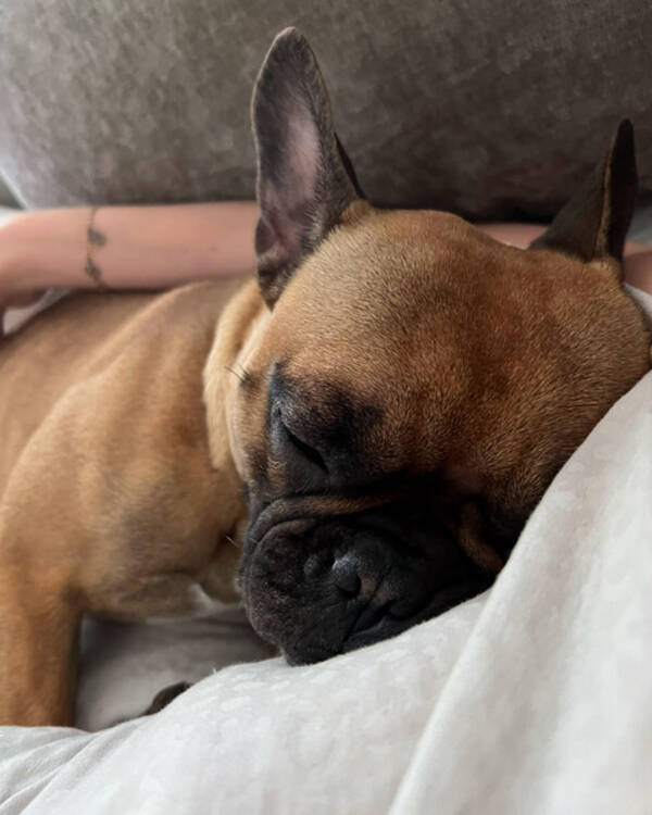 Hund - Fransk Bulldog, tik