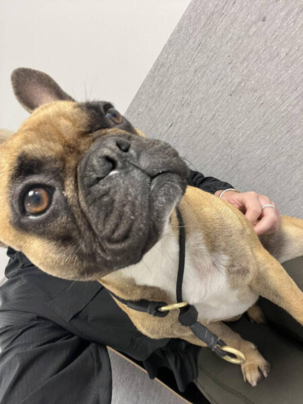 Hund - Fransk Bulldog, tik